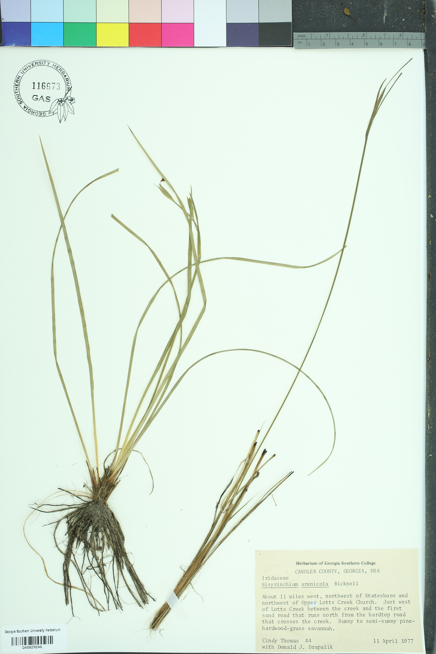 Sisyrinchium fuscatum image