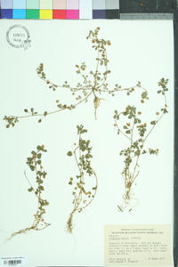 Trifolium dubium image