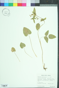 Thaspium trifoliatum image