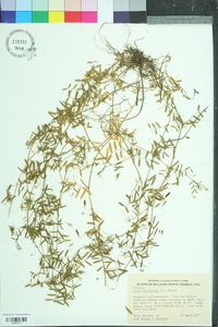 Vicia tetrasperma image