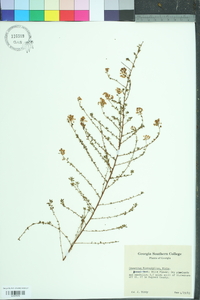 Ceanothus microphyllus image