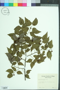 Celtis tenuifolia image