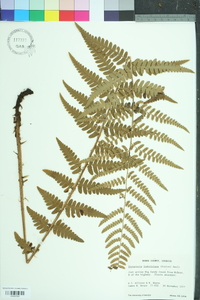 Dryopteris ludoviciana image