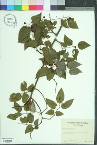 Celtis tenuifolia image