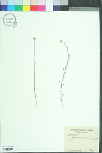 Polygala mariana image