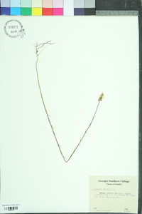 Polygala incarnata image