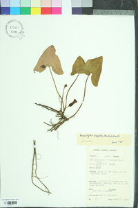 Hexastylis virginica image