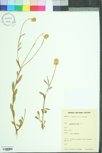 Polygala lutea image