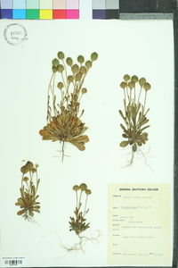 Polygala nana image