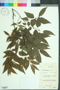 Celtis tenuifolia image