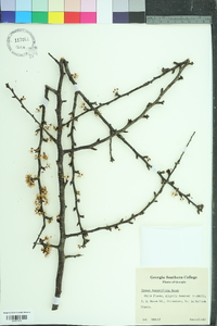 Prunus angustifolia image