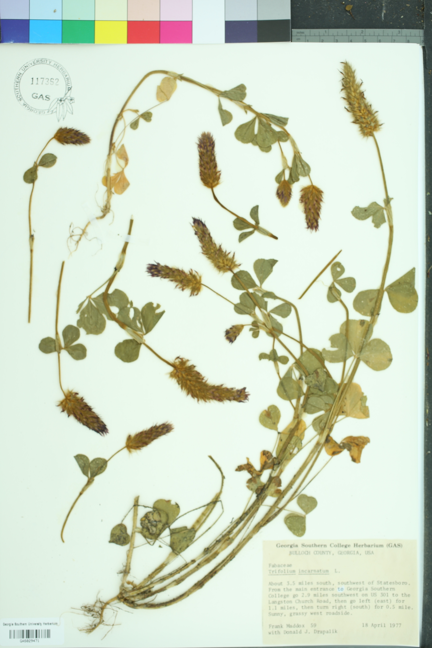Trifolium incarnatum image