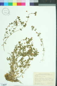 Trifolium dubium image