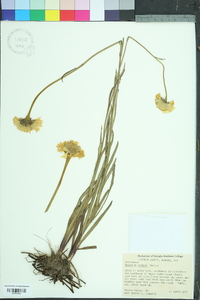 Helenium vernale image