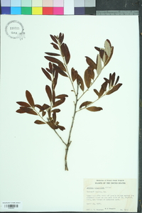 Quercus virginiana image