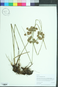 Cyperus pseudovegetus image