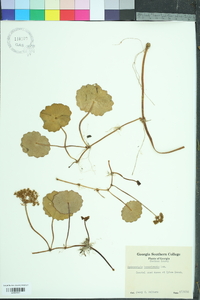 Hydrocotyle bonariensis image