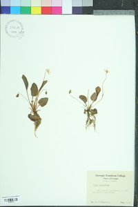 Viola primulifolia image