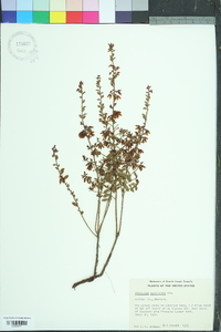 Vaccinium myrsinites image