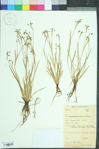 Sisyrinchium atlanticum image