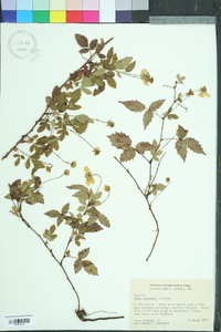 Rubus trivialis image