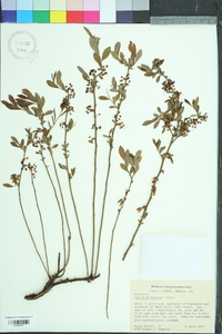 Vaccinium tenellum image