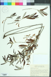 Quercus pumila image