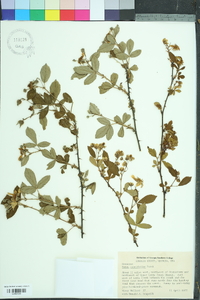 Rubus cuneifolius image