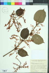 Reynoutria japonica image