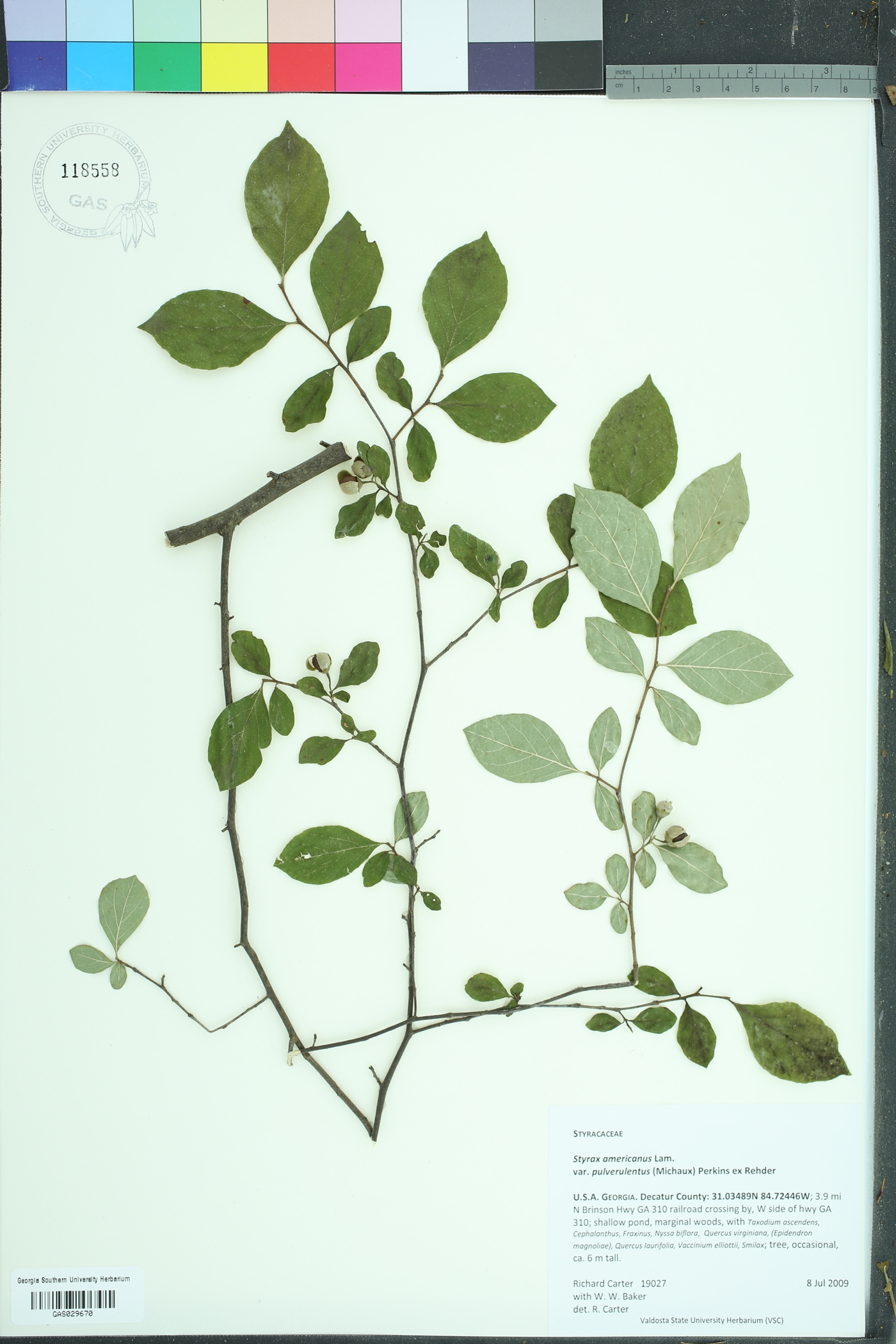 Styrax americanus image