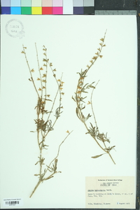 Salvia leptophylla image