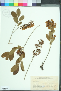 Lyonia mariana image