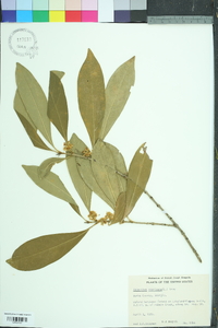 Osmanthus americanus image