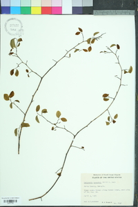 Berchemia scandens image