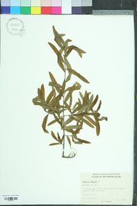 Quercus phellos image