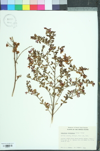 Vaccinium fuscatum image