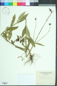 Verbena bonariensis image