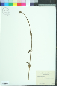 Verbena bonariensis image
