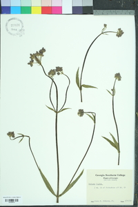 Verbena rigida image