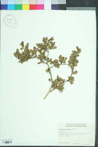 Crataegus uniflora image