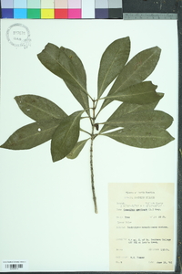 Osmanthus americanus image