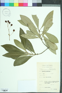 Osmanthus americanus image