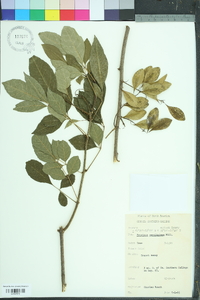 Fraxinus caroliniana image