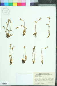 Orobanche uniflora image