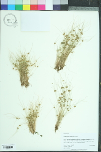 Fimbristylis vahlii image