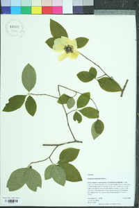 Stewartia malacodendron image