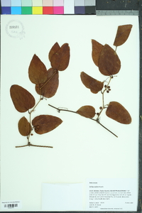 Smilax walteri image