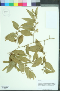 Smilax smallii image