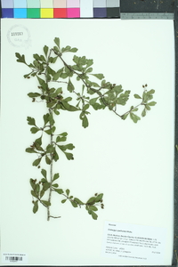 Crataegus spathulata image