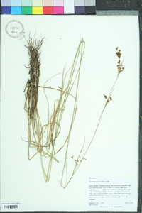 Rhynchospora elliottii image